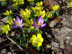 Spring flowers 800px-Winterling-005_opt.jpg
